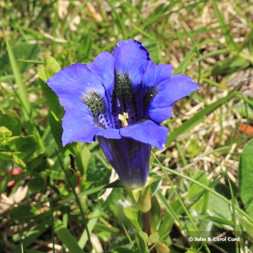 Southern Gentian _MG_1557.JPG